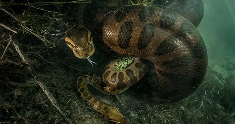 Female Anaconda Strangles And Possibly Eats Male After Mating