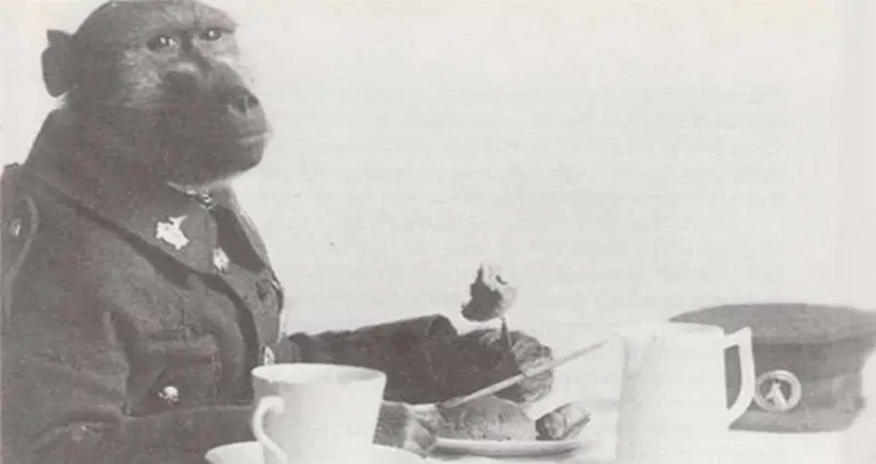 The Story Of Jackie The Baboon Who Fought In The Trenches Of World War I