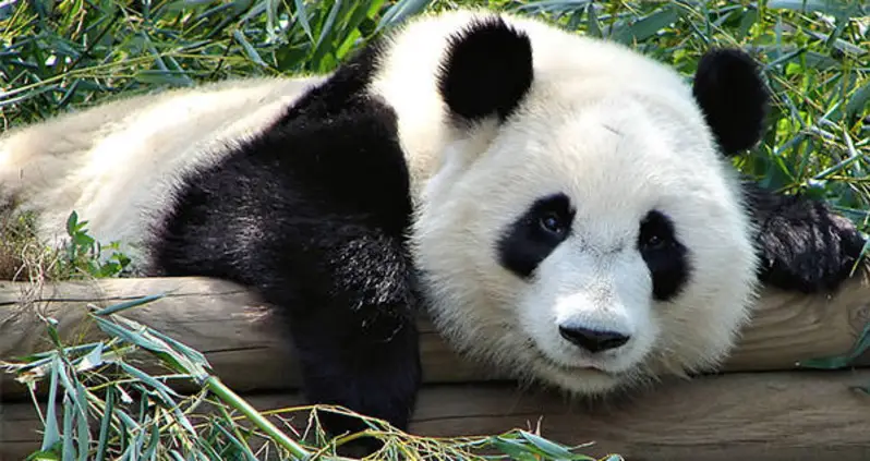 New Fossil Discovery Suggests Giant Pandas Didn’t Originate In China, But Europe