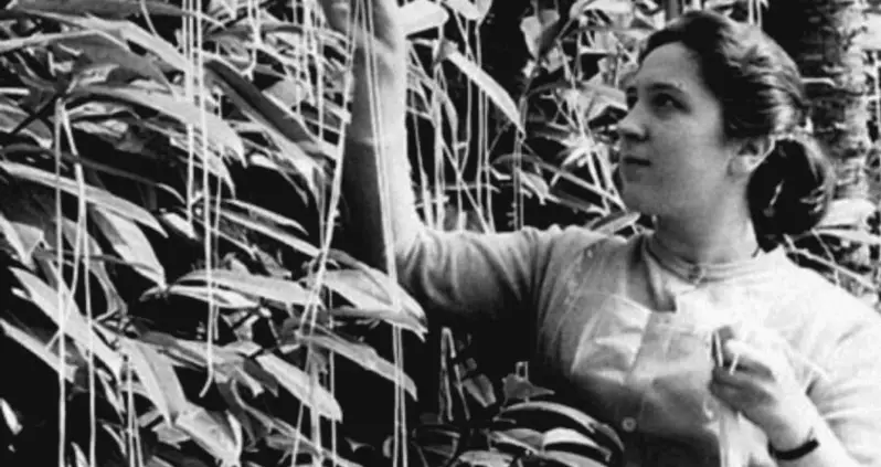 Inside The BBC’s Legendary ‘Spaghetti Tree’ Hoax — And How It Fooled Hundreds Of People