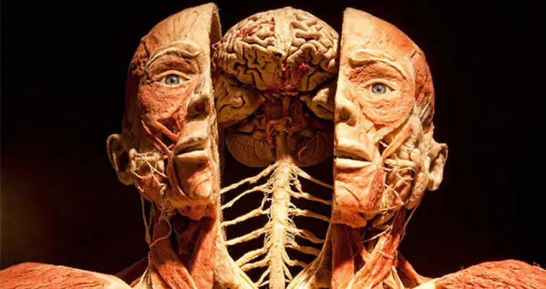 How The Creepy Art Of Plastination Created The Bodies Exhibit [VIDEO]