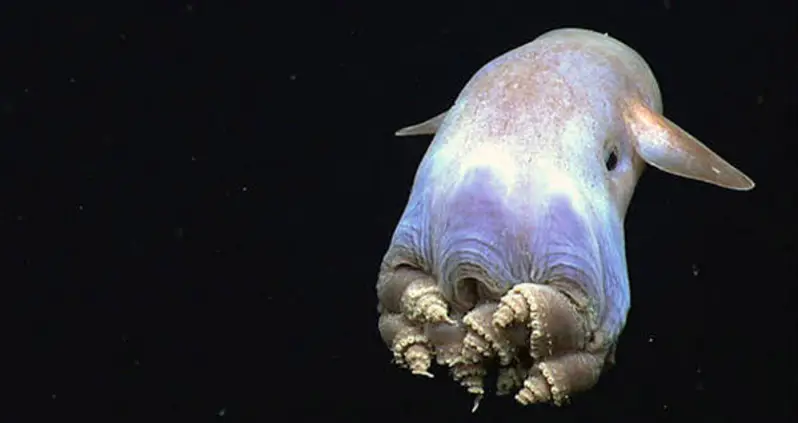 20 Incredible Photos Of Life Deep In The Gulf Of Mexico