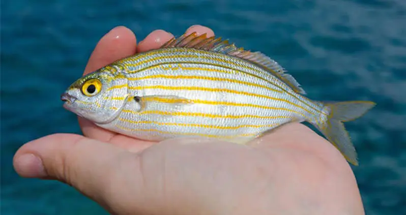 The Salema Porgy Is The Fish That Can Give You LSD-Like Trips