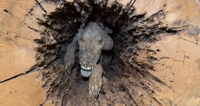 Meet “Stuckie” — The Mummified Dog Who Has Been Stuck In A Tree For Over 50 Years