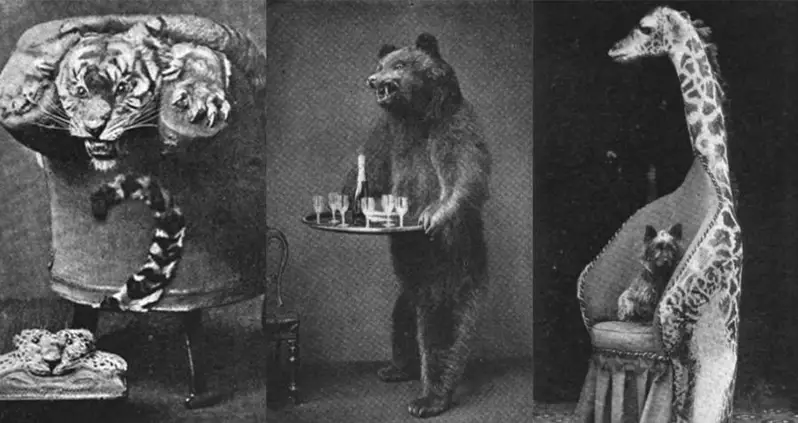 Killing Exotic Animals And Turning Them Into Furniture Was All The Rage In Victorian England