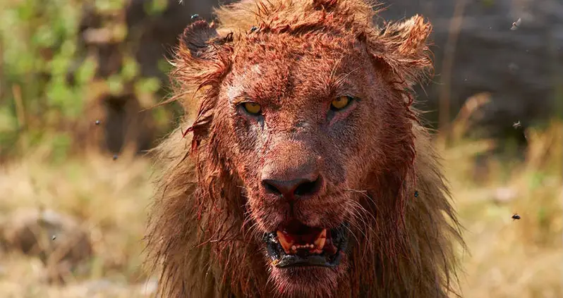 Lions Kill And Eat Suspected Poacher – Leave Only His Head