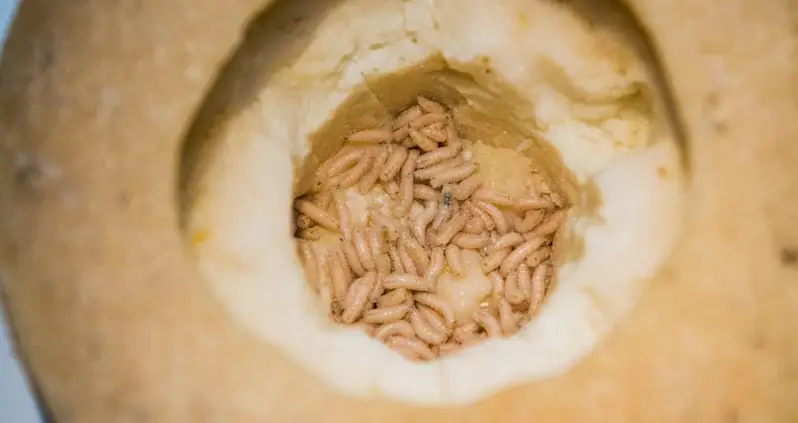 The Bizarre Story Of Casu Marzu, The Illegal Maggot Cheese That’s A Beloved Delicacy In Italy