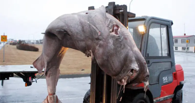 Hakarl — Iceland’s National Dish Is Basically Rancid And Toxic Shark