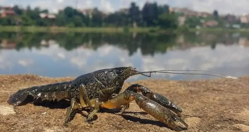Mutant Crayfish In Europe Are Cloning Themselves Like Cray Cray
