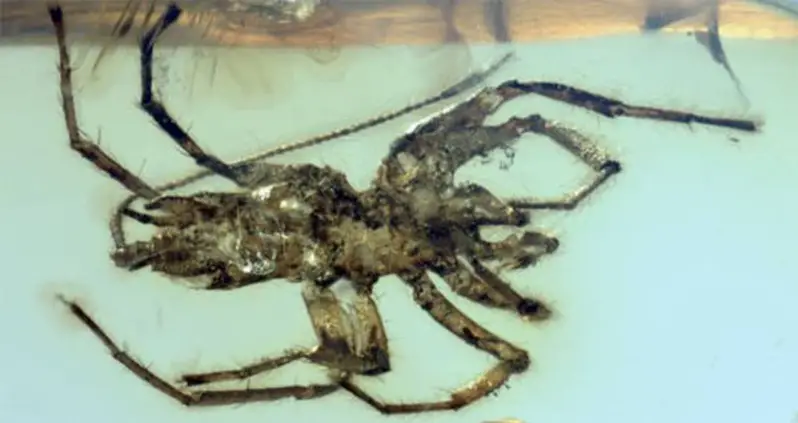As If They Weren’t Bad Enough, Scientists Find That Spiders Used To Have Tails