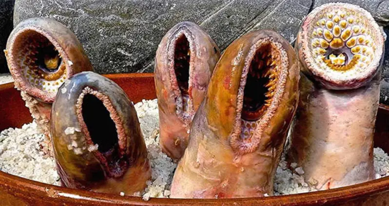 15 Gross Medieval Foods That People Actually Ate