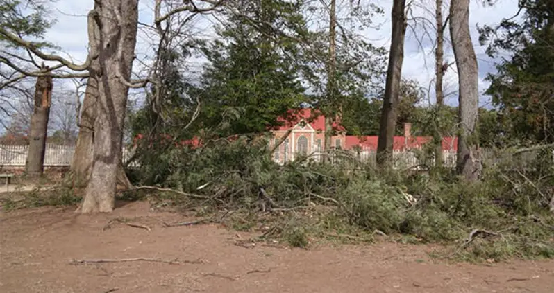 A Tree Possibly Planted By George Washington Falls Victim To Nor’easter