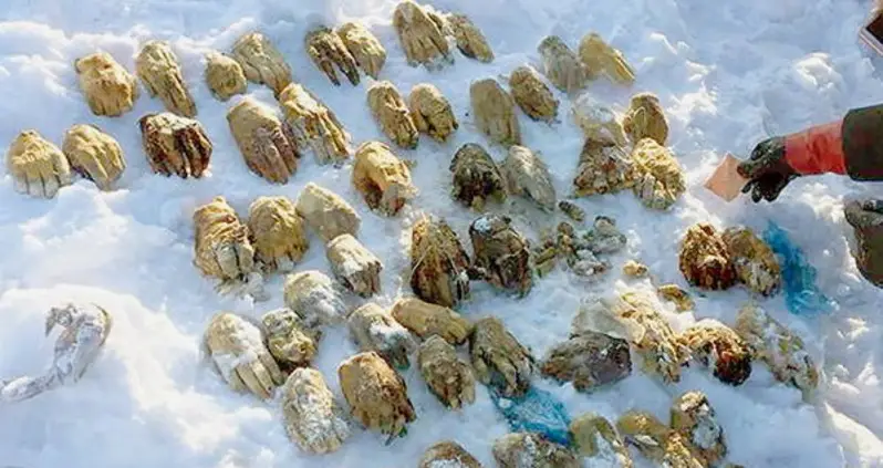 A Bag Of 54 Severed Human Hands Has Been Found In Russia