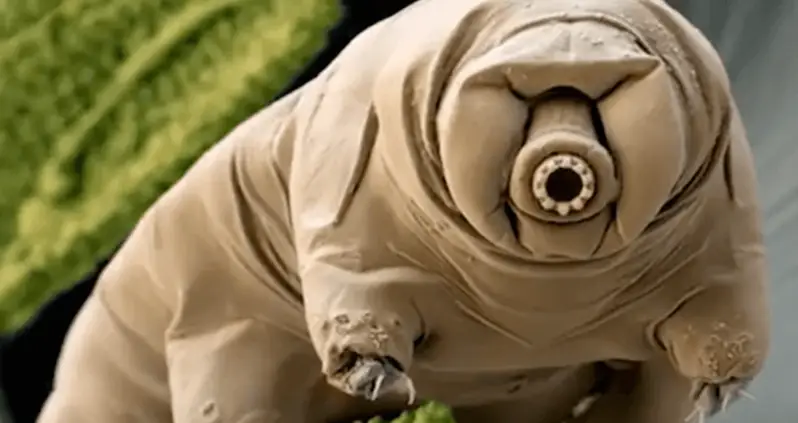 What Are Tardigrades? Meet The Most Resilient Animals On Earth
