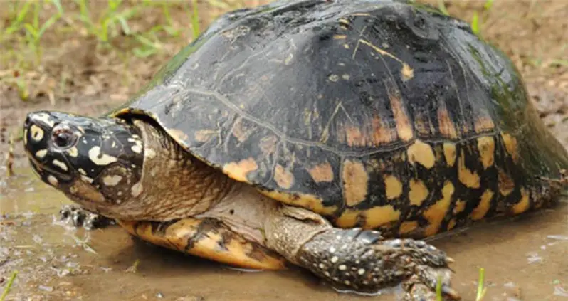 Why Climate Change Means Certain Death For Many Turtles