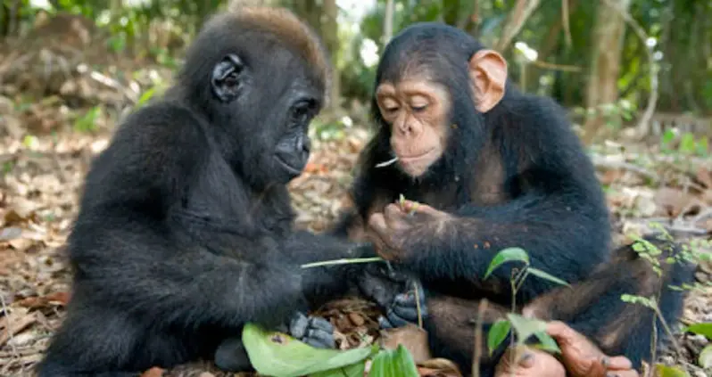 There Are Actually More Gorillas And Chimps Than We Thought — But They’re Still Endangered