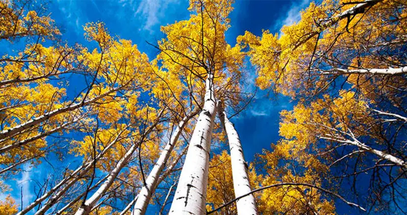 Inside The Pando Tree Colony, Utah’s 13-Million-Pound Behemoth