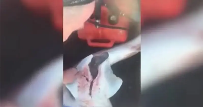 Fisherman Performs C-Section On Shark, Releasing Dozens Of Pups