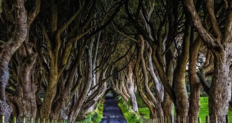 Ireland’s Eerie Tree Tunnel Made Famous By ‘Game Of Thrones’