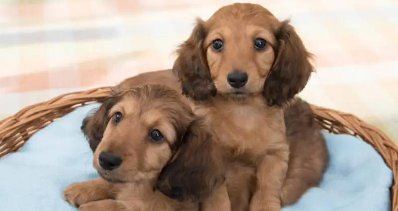 Pack Of Wiener Dogs Maul Oklahoma Woman To Death