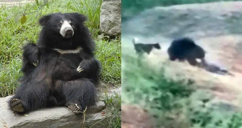 Man Tries To Take Selfie With Bear, Gets Mauled To Death As People Watch [VIDEO]