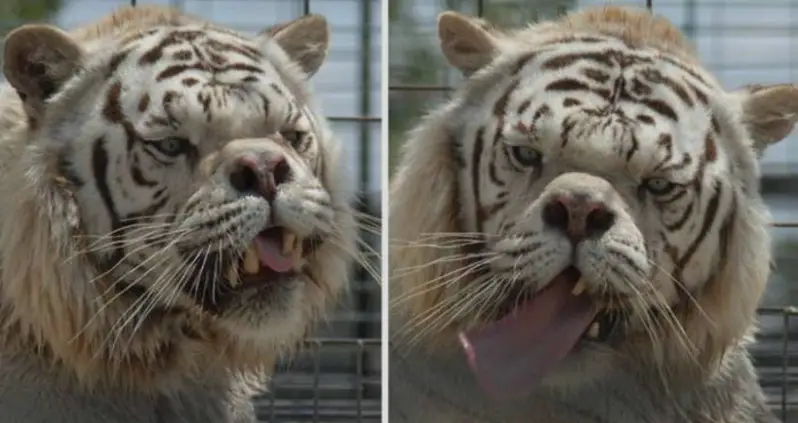 Can Animals Have Down Syndrome? Inside The Truth Behind This Popular Internet Content