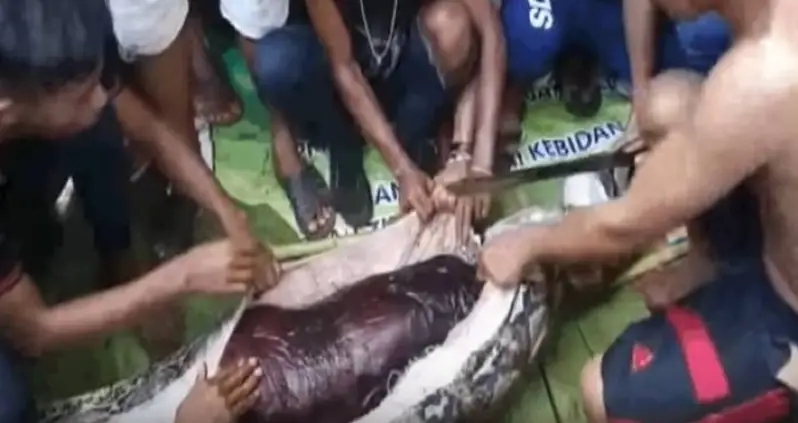 Woman Swallowed Whole By 23-Foot Python Found Undigested Inside Its Stomach