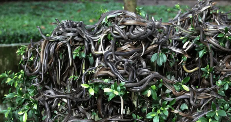 Why Snake Island Is The Scariest Place On Planet Earth