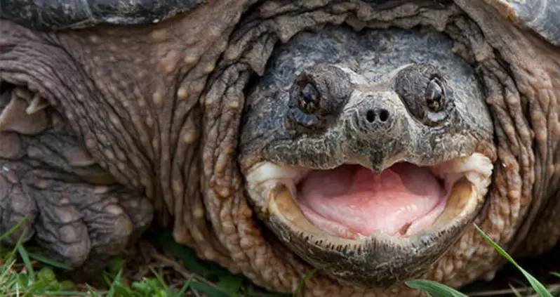 Teacher Who Fed Puppy To Snapping Turtle In Classroom Charged