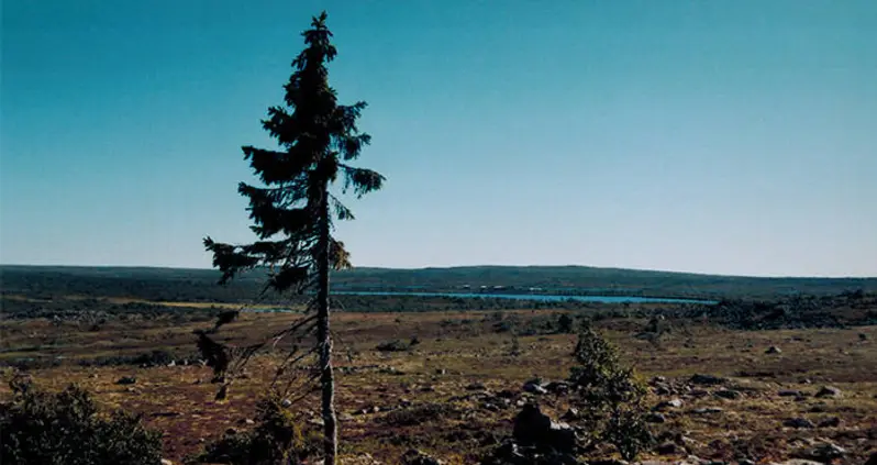 This Is The World’s Oldest Tree – Or Is It?