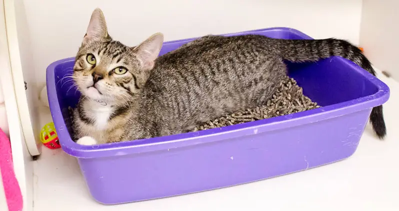 Toxoplasma Gondii: The Cat Feces Parasite That Alters The Human Mind