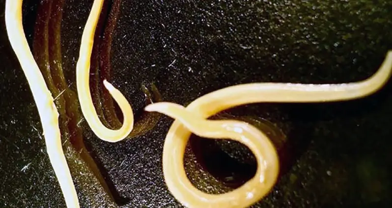 These Worms Unfrozen After More Than 30,000 Years Are Now The Oldest Living Animals On Earth