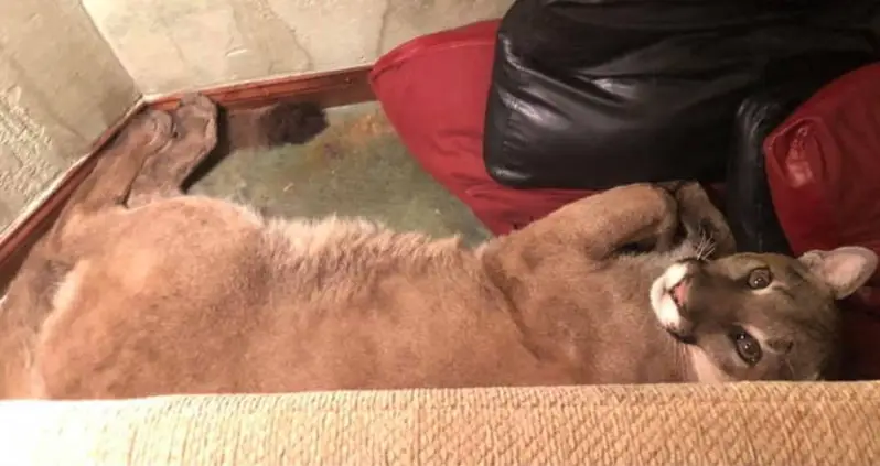Oregon Woman Found A Mountain Lion In Her Living Room — And Says Telepathy Helped Her Get It Out
