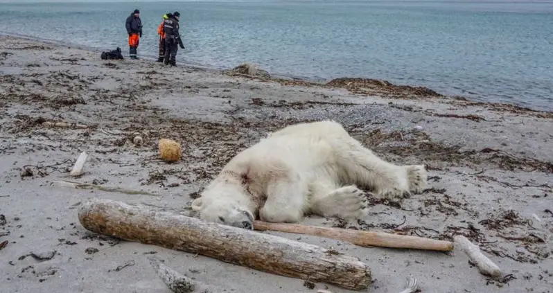 Polar Bear Shot And Killed After Tourists Encroach On Remote Territory