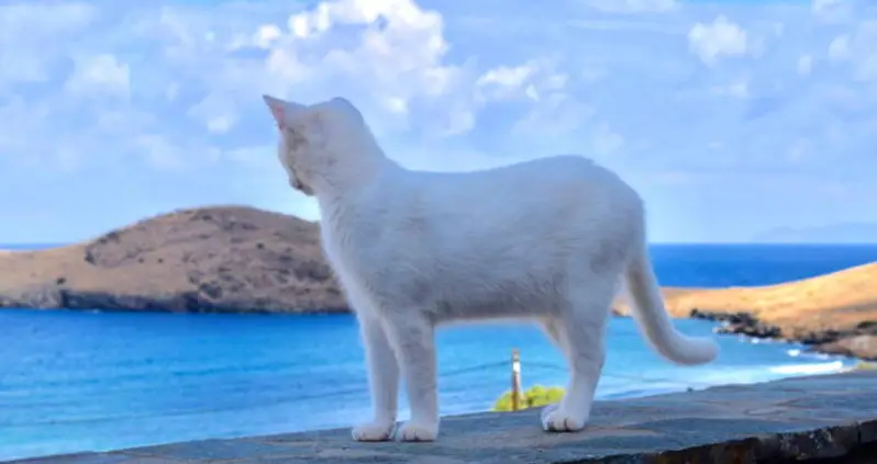 Cat Sanctuary On Stunning Greek Island Posts Dream Job Caretaker Position