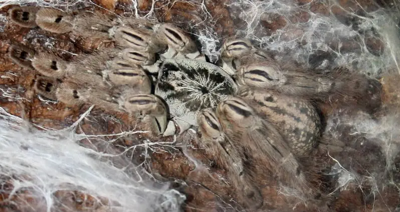 Deadly Disease That Preys On Children Might Have A New Cure: Tarantula Venom