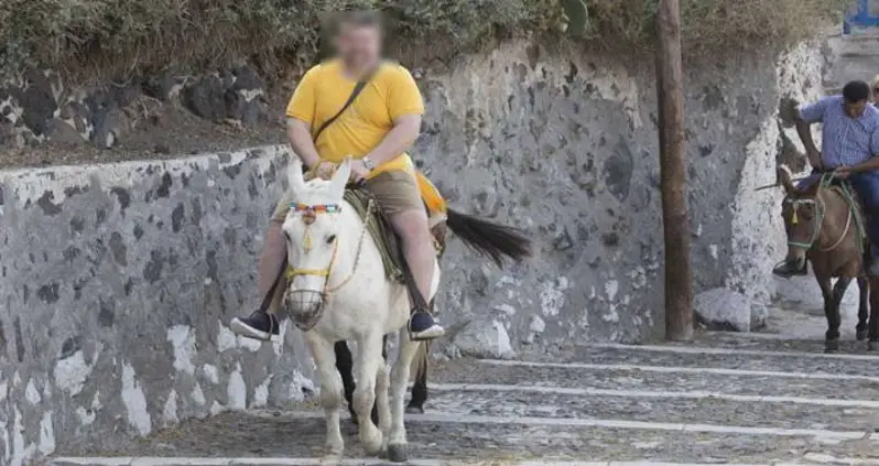 Overweight Tourists Are Crippling The Donkeys On Santorini