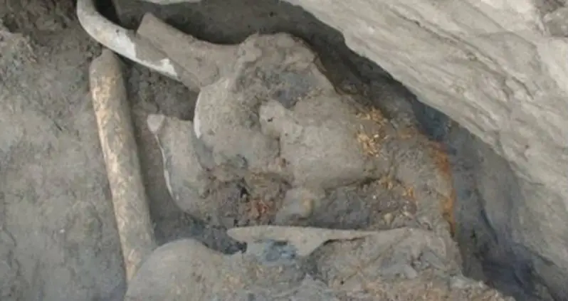 Scientists Just Discovered An Extinct Pygmy Woolly Mammoth On An Siberian Island