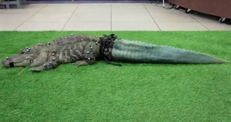 This Alligator Lost His Tail To Animal Traffickers — Then Scientists 3D-Printed Him A New One