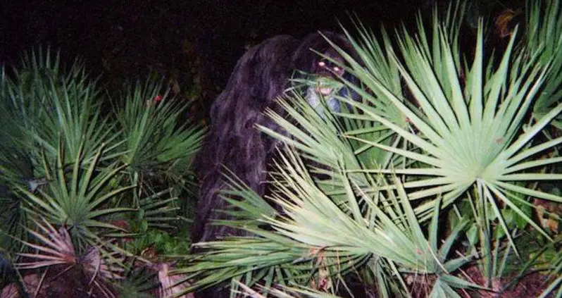 Meet The Florida Skunk Ape, The Sunshine State’s Answer To Bigfoot