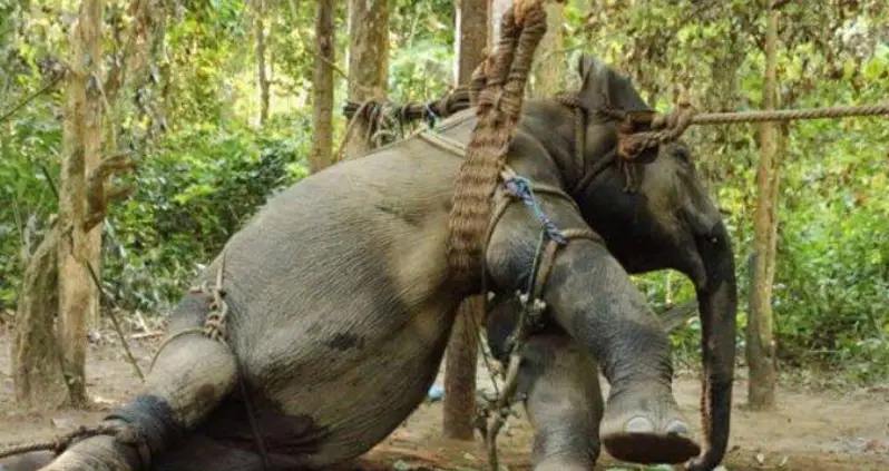 Baby Elephants In Southeast Asia Are Separated From Their Mothers And Tortured For The Sake Of Tourism