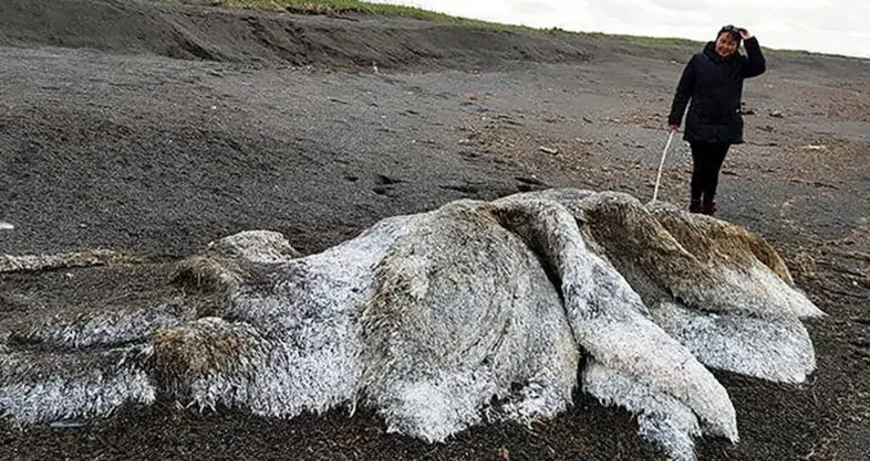 ‘Hairy Sea Monster’ With No Discernible Head Or Eyes Washes Up On Russian Beach