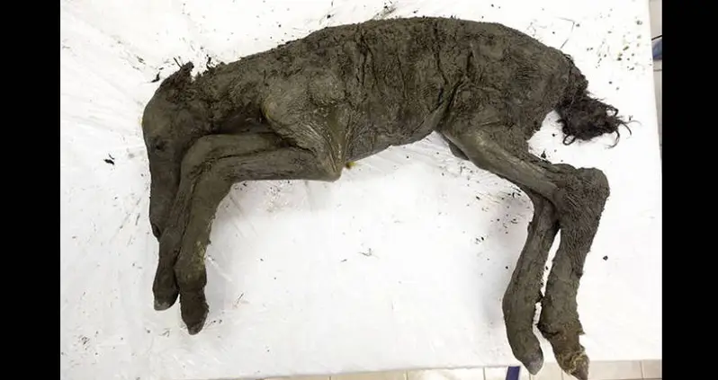 40,000-Year-Old Foal Of Now-Extinct Horse Species Found Perfectly Preserved