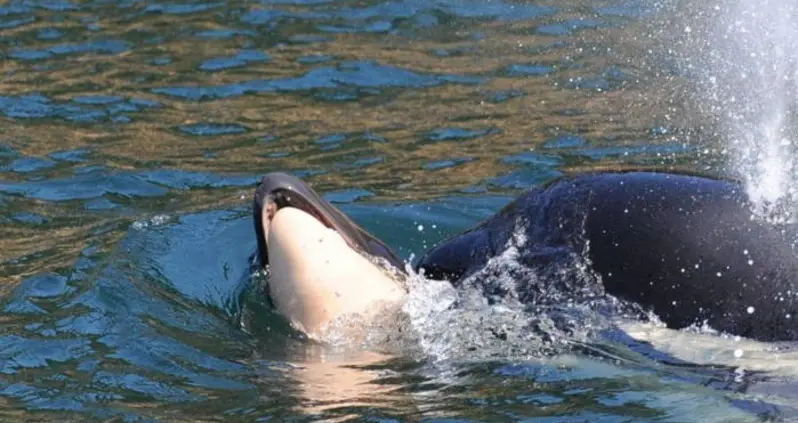 Tahlequah, The Orca Mom That Carried Her Dead Calf For 17 Days, Is Pregnant Again
