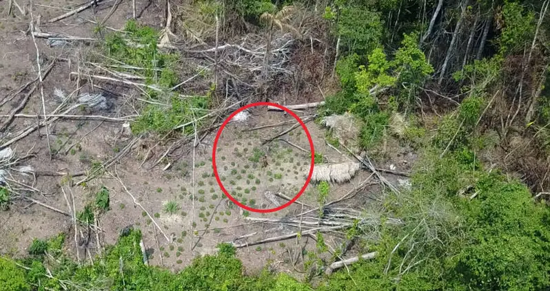 Drone Captures Previously Uncontacted Amazon Tribe Deep In The Rainforest