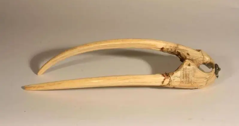 Why Walruses May Be Responsible For The Vikings Baffling Demise In Greenland