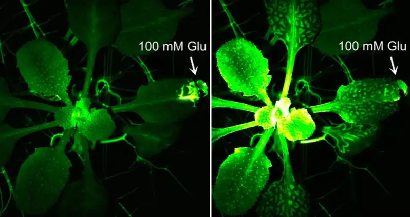 Plants’ Response To Being Eaten Is Very Similar To Our Response To Pain, Researchers Prove