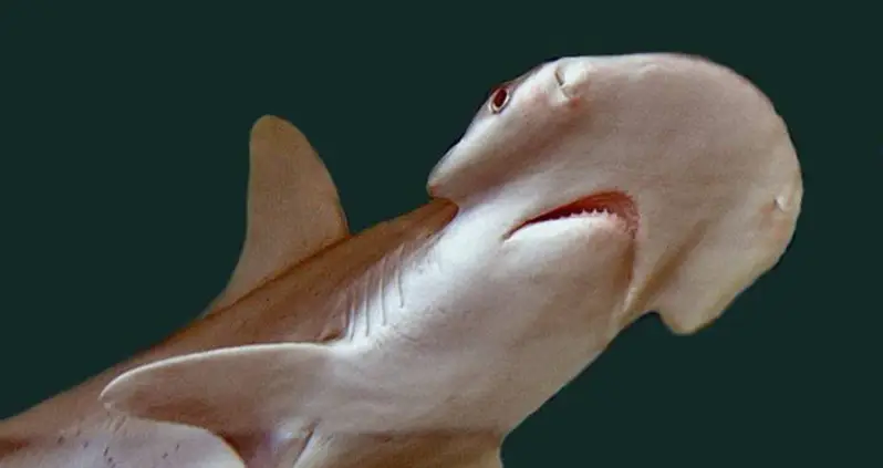 Bonnethead Shark Identified As Omnivore In World First