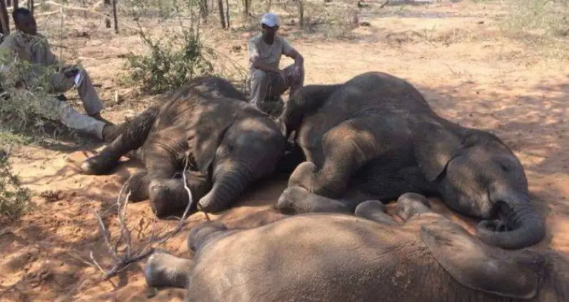 Nearly 90 Elephants, Killed For Their Tusks, Found Dead Near Wildlife Sanctuary In Botswana