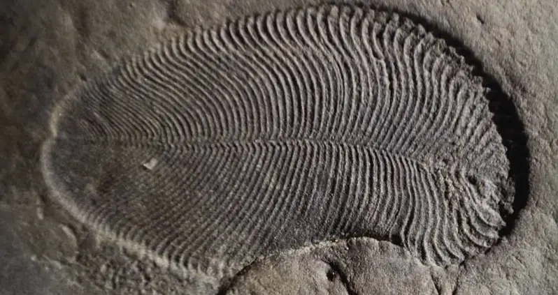 Scientists Discover 558 Million-Year-Old Fossil Is Actually The World’s Oldest Known Animal